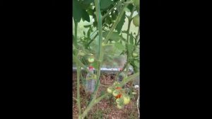 Томат Чери Блосэм