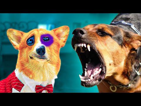 Я ПОДРАЛСЯ СО СВОРОЙ БЕШЕНЫХ СОБАК!! (Корги Коржик) Говорящая собака смотреть онлайн