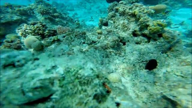 Рыбы Красного моря. Дьявольский скорпенопс смотреть онлайн