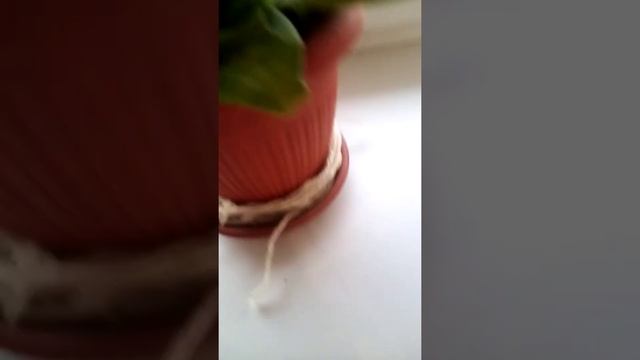 поливаю цветы и показываю поделки из ЛП-лёгкого пластилина... ?⭐ смотреть онлайн