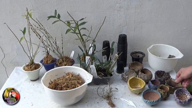 Potting Up My Chinese And Japanese Dendrobium Moniliforme And Fanjingshanense