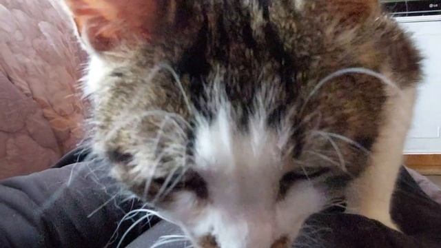 Добавка из ласки для кошки смотреть онлайн