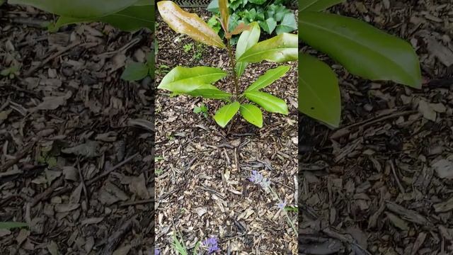 Магнолия крупноцветковая из семян и другие растения. смотреть онлайн