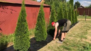 Декоративная отсыпка туй гравием.