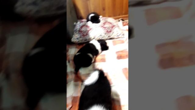 Щенки американской акиты