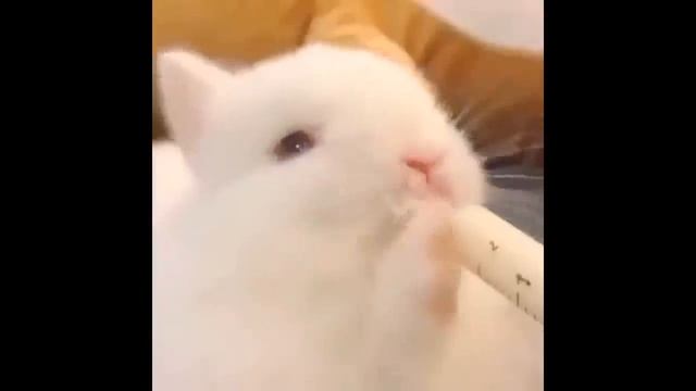 ОЧЕНЬ МИЛЫЕ КРОЛЬЧАТА. ПОДБОРКА. ЗАСЫПАЮТ НА ХОДУ. смотреть онлайн