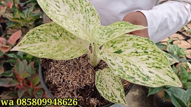 HARGA AGLONEMA HARIMAU Rp 40 RIBUAN OBRAL AGLONEMA SPECIAL KELUAR KANDANG LAGI DI 42 TEMPAT SIMBAH смотреть онлайн
