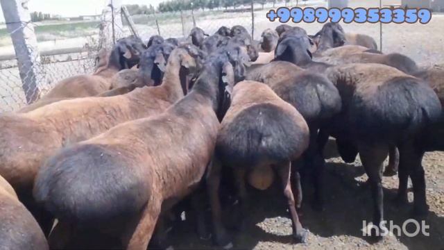 На продажу Гиссарские производители все 2зуба шишаки. смотреть онлайн