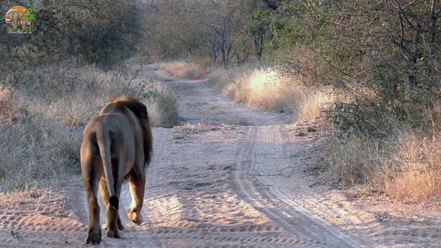 4K African Animals: The Ultimate Wildlife Moments of Serengeti National Park With Real Sounds in 4K смотреть онлайн