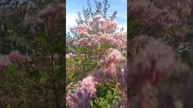 Посконник в цветнике смотреть онлайн