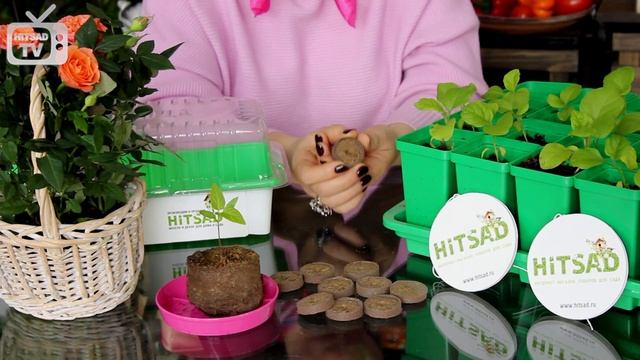 Как сажать рассаду в торфяные таблетки? Торфяные таблетки и их преимущества. NOVA смотреть онлайн