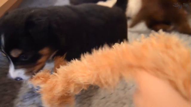 Puppie's Keïko and Caya ~ Doggone Borders ♡ смотреть онлайн