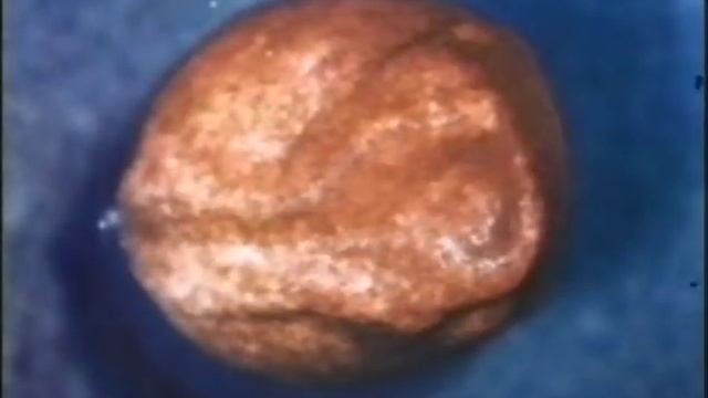 The Development of a Frog смотреть онлайн