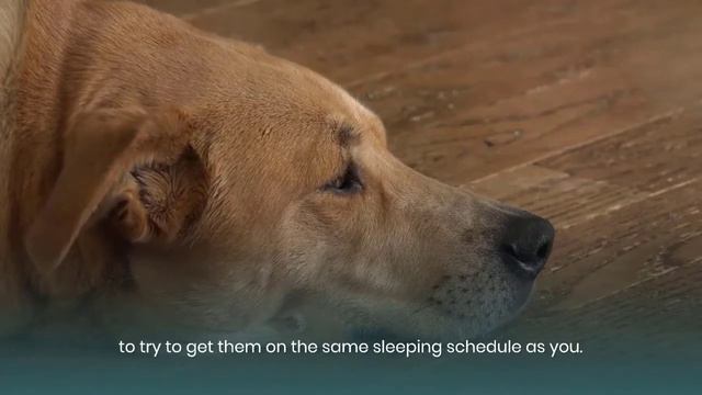 How Can You Stop Dog Barking at Night смотреть онлайн
