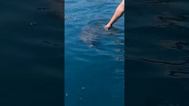 гладким дельфина с катера в Балаклаве #катер #море #купание #айя #отдых #берег смотреть онлайн