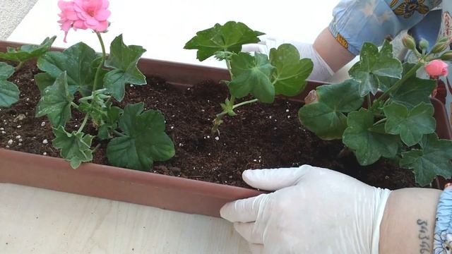 SAKIZ SARDUNYA ( Pelargonium peltatum)... SAKIZ SARDUNYA FİDE EKİMİ BAKIMI HAKKINDA TÜM BİLGİLER .. смотреть онлайн