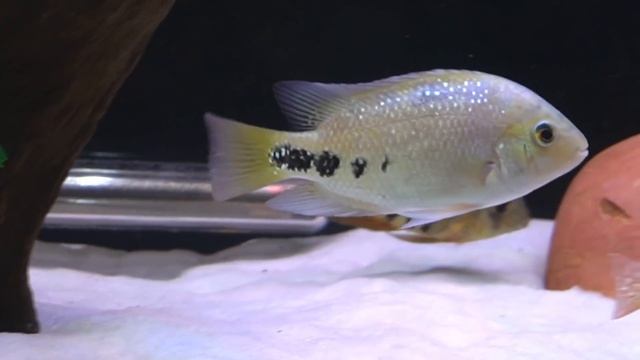 The BIG and BEAUTIFUL VIEJA CICHLID - CICHLID PROFILE #1 смотреть онлайн