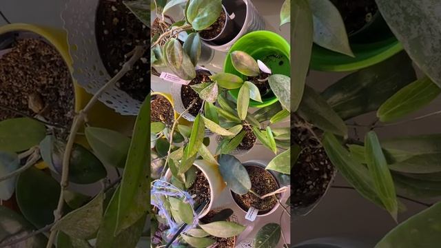 Готовлюсь купать хойи. Стимуляция цветения Хойи