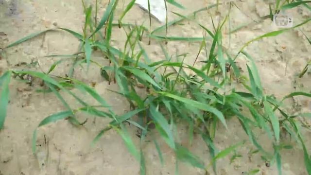 Какая польза от пырея? Садовый декор Хитсад