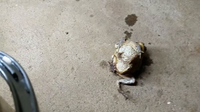 Toad Stacking Demonstration смотреть онлайн