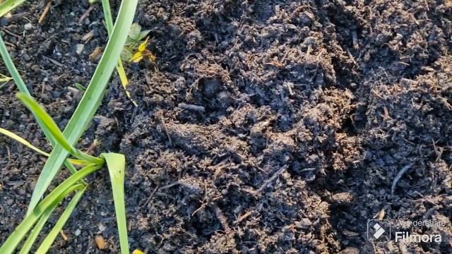 @ Ноябрь посадка крупного чеснока в зиму ! смотреть онлайн