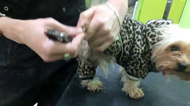 Как правильно подстричь когти у собаки смотреть онлайн