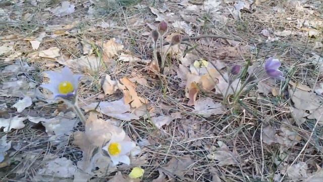 Весна в лесу. Сон-трава - поляна. Киевская обл. 2019 год. смотреть онлайн