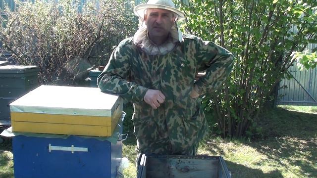 Как сделать отводок с плодной маткой.Отводок на старую матку. Деление пчелосемьи на пол-лёта.