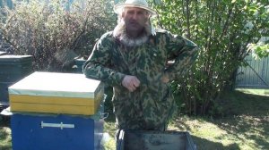 Как сделать отводок с плодной маткой.Отводок на старую матку. Деление пчелосемьи на пол-лёта.