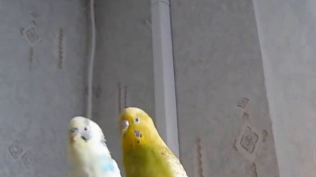 Танго волнистых попугаев Гоши и Клары смотреть онлайн