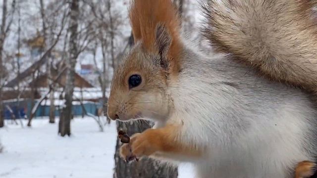 Проголодались наши белки. В парке аншлаг, скормили мешок орехов.