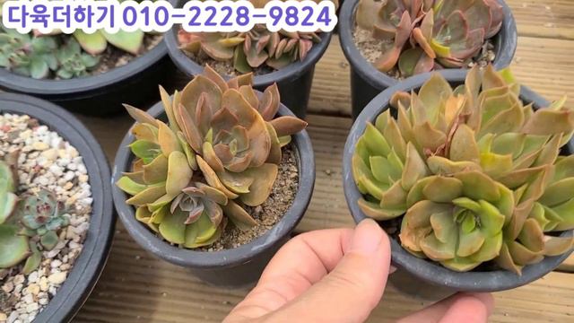 다육더하기(2) 군생과 예쁜 다육이 나나후크미니 사과꽃 헤라 레몬앤라임 смотреть онлайн