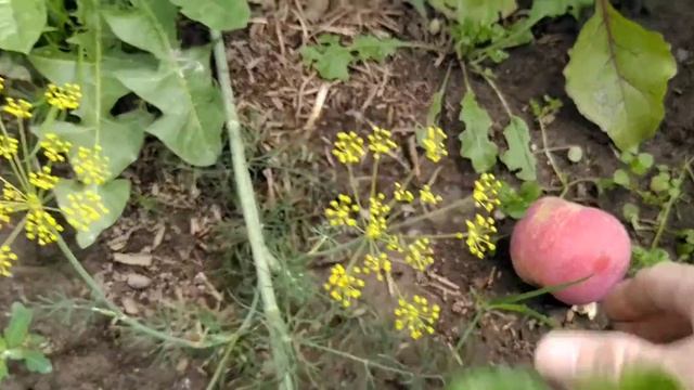 ЯБЛОНЯ В СИБИРИ/ЗИМОСТОЙКИЙ СОРТ ЯБЛОНИ смотреть онлайн