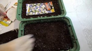 УСПЕЙТЕ ПОСЕЯТЬ.НЕМЕЗИЯ И НОЛАНА ПОСЕВ СЕМЯН НА РАССАДУ. ПРАВИЛЬНЫЙ ПОСЕВ.ЗАГЛУБЛЯТЬ ИЛИ НЕТ.