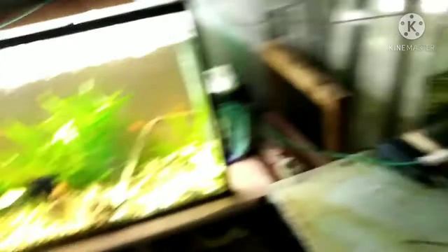Собрал ряску из аквариума. смотреть онлайн