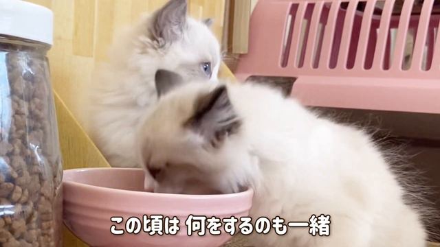 【子猫成長記録】Part 13 ラグドールの仔猫たちの可愛いもぐもぐシーンがこちらです смотреть онлайн
