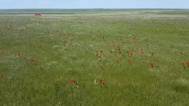 Калмыкия весной