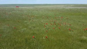 Калмыкия весной