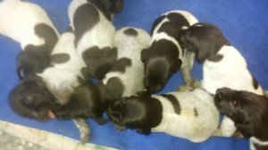 Щенки дратхаара- 2 недели