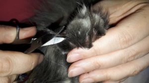 Как безболезненно подстричь когти и шерсть на подушечках лапок кошке