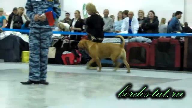 Интернациональная Выставка Собак "РОССИЯ 2011".mp4 смотреть онлайн