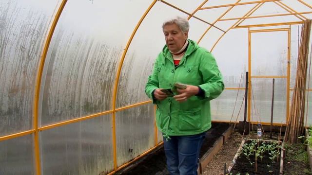 Как посадить правильно огурцы. Секрет хорошего урожая. смотреть онлайн