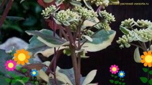 Очиток видный Айс Руффлс. Краткий обзор, описание характеристик sedum spectabile Ice Ruffles