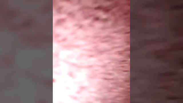 Большая Моль залетела в дом. смотреть онлайн