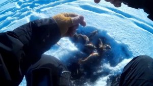 Ловля окуня зимой на пилькер RB Roxi 3 грамма