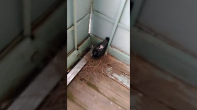 Голуби снесли яйца на балконе 2-й раз