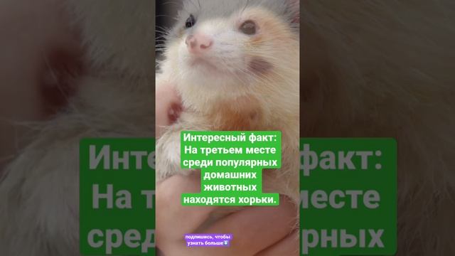 Интересные факты о животных - хорьки смотреть онлайн