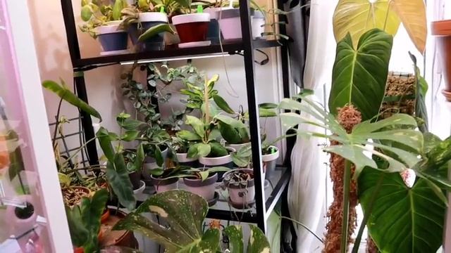Houseplant Growth Updates!! (Monstera Dubia News!! ?)