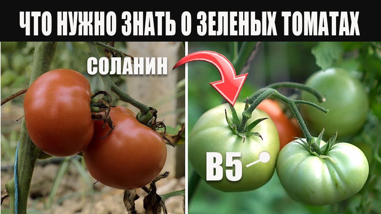 Зеленые Помидоры и ЯД соланин. Польза и Вред Зеленых Томатов смотреть онлайн