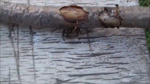 Огромного паука поймали на даче в Подмосковье смотреть онлайн